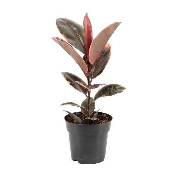 Gummibaum - Ficus Elastica Belize - Zimmerpflanze - Ø17cm - ↕55cm