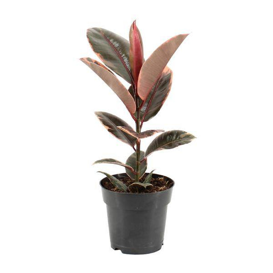 Gummibaum - Ficus Elastica Belize - Zimmerpflanze - Ø17cm - ↕55cm