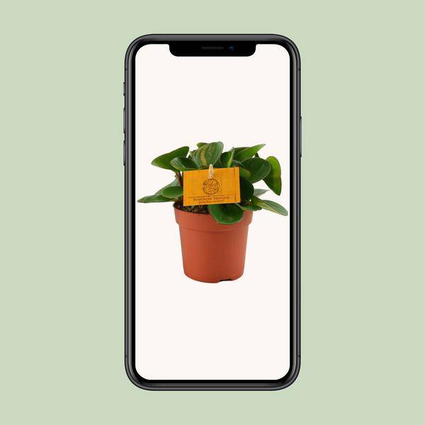 Zwergpfeffer - Peperomia Obtipan - Zimmerpflanze - Ø11cm - ↕15cm
