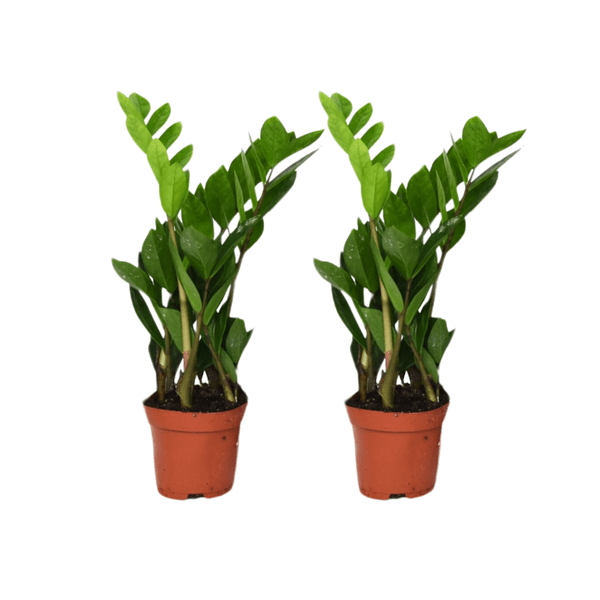 Zamioculcas Zamiifolia – Glücksfeder – 2 Pflanzen – Ø12cm – ca. 40cm hoch – Pflegeleichte Zimmerpflanzen mit glänzenden Blättern – Robuste Grünpflanzen für Wohnzimmer & Büro