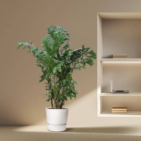 Fischschwanzpalme Caryota Mitis – Zimmerpflanze 220cm ø45cm – Exotische Indoor-Palme mit einzigartigen Blättern – Tropische Kübelpflanze für Wohnzimmer, Büro & Wintergarten