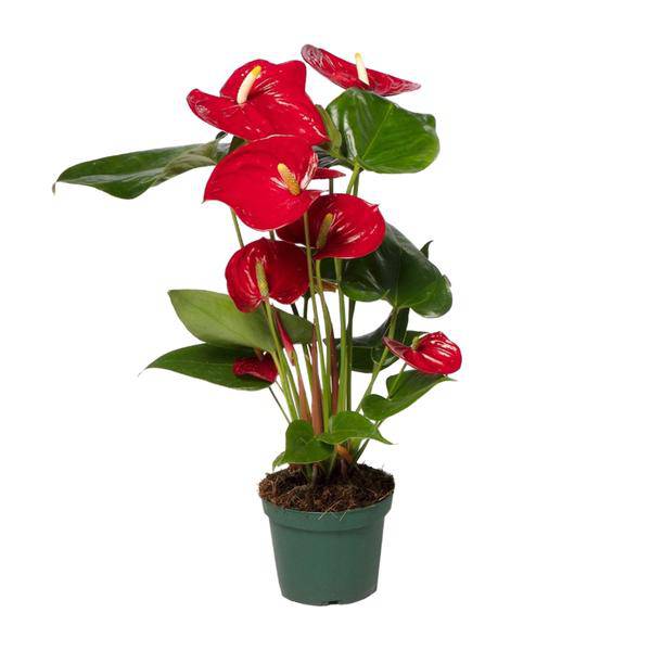 Flamingoblume (Anthurium Andreanum Grp Nevada) – Zimmerpflanze – Ø12cm – ↕40cm – Leuchtend rote Blüten – Halbschatten – Tropische Eleganz für Innenräume