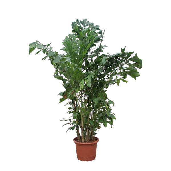 Fischschwanzpalme Caryota Mitis – Zimmerpflanze 220cm ø45cm – Exotische Indoor-Palme mit einzigartigen Blättern – Tropische Kübelpflanze für Wohnzimmer, Büro & Wintergarten