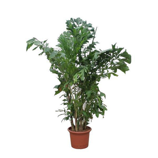 Fischschwanzpalme Caryota Mitis – Zimmerpflanze 220cm ø45cm – Exotische Indoor-Palme mit einzigartigen Blättern – Tropische Kübelpflanze für Wohnzimmer, Büro & Wintergarten