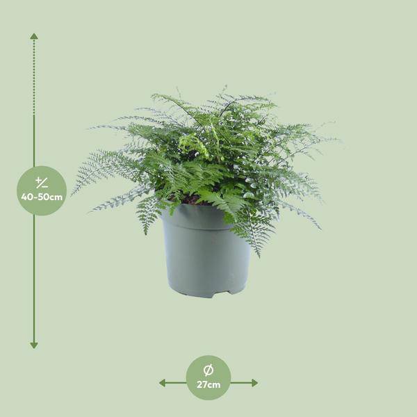 Nestfarn - Asplenium Parvati - Zimmerpflanze - Ø27cm - ↕50cm