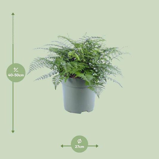 Nestfarn - Asplenium Parvati - Zimmerpflanze - Ø27cm - ↕50cm