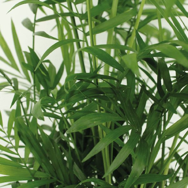 Mexikanische Bergpalme - Chamaedorea Elegans - Zimmerpflanze - Ø17cm - ↕55cm - 2 Stück