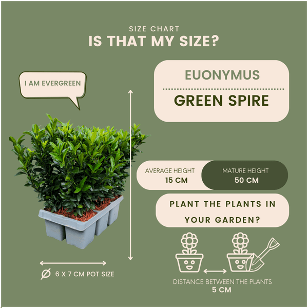 Euonymus 'Green Spire' - Japanischer Spindelstrauch - Ø7cm - ↕15cm - 12 Stück