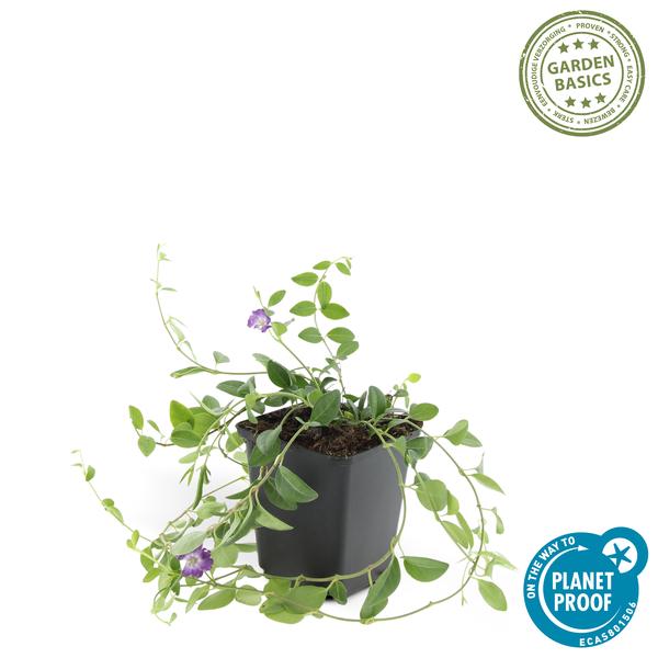 Kleines Immergrün Vinca minor 'Atropurpurea' – 20 Pflanzen – Ø9cm – ↕10-25cm – Bodendecker mit lila Blüten – Sonnig & schattig – Pflegeleicht