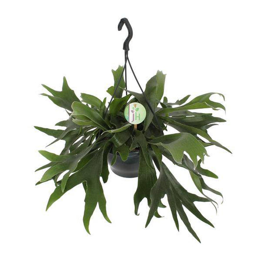 Geweihfarn - Platycerium Bifurcatum - Zimmerpflanze - Ø21cm - ↕50cm