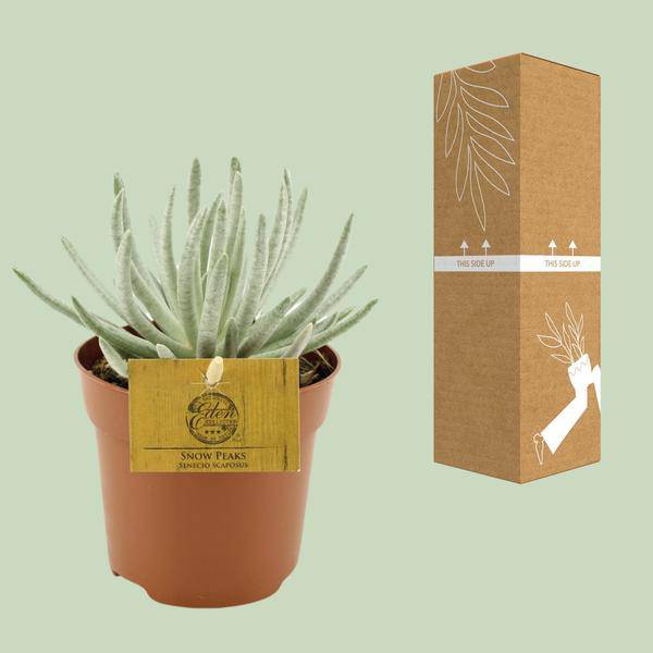 Kreuzkraut - Senecio Scaposus - Zimmerpflanze - Ø10,5cm - ↕15cm