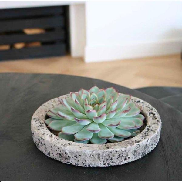 Sukkulente - Echeveria Pulidonis in Schale 'Concrete' - Zimmerpflanze - Ø20 cm - ↕5 cm