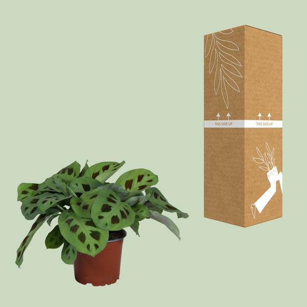 Pfeilurz - Maranta Leuconeura Kerchoveana Zimmerpflanze - Ø12cm - ↕30cm