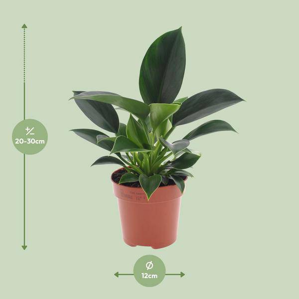 Baumfreund - Philodendron Green Princess - Zimmerpflanze - Ø12cm - ↕25cm