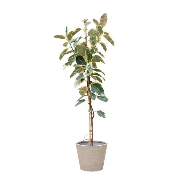 Gummibaum - Ficus Tineke auf Stiel - Zimmerpflanze - 220cm - ø30cm