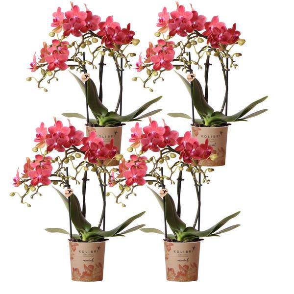 Phalaenopsis Orchideen „Kongo Rot“ – 4 Orchideen – ca. 30–35 cm hoch – Ø9 cm – rote Mini-Orchideen – Zimmerpflanze für Tisch & Fensterbank