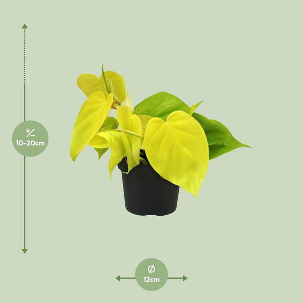Baumfreund - Philodendron Lime - Zimmerpflanze - Ø12cm - ↕20cm