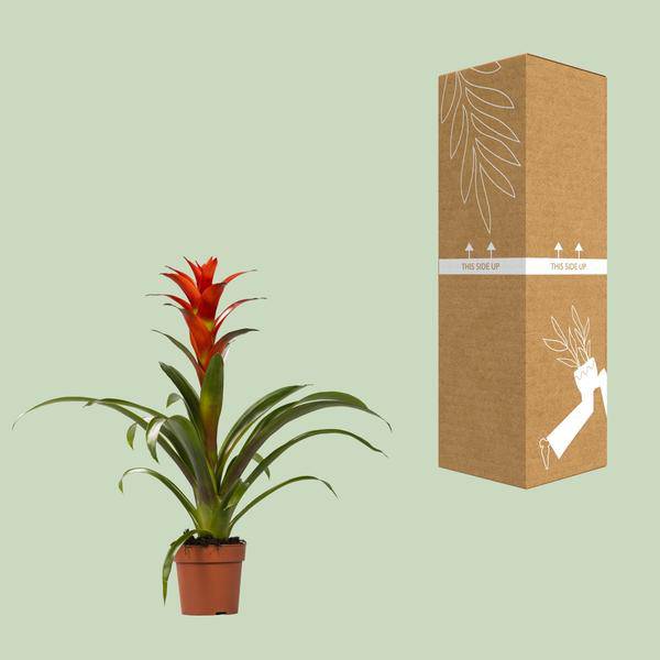 Bromelie - Guzmania Ostara - Zimmerpflanze - Ø12cm - ↕45cm