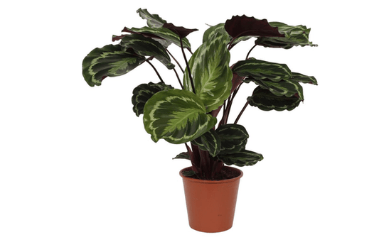 Calathea Medaillon – Korbmarante – Zimmerpflanze mit dekorativen Blättern – Ø19cm – Höhe ca. 80cm – Luftreinigende tropische Pflanze