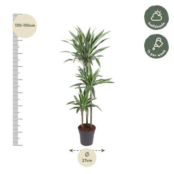 Drachenbaum - Dracaena Warneckei - Zimmerpflanze - 140cm - ø27cm
