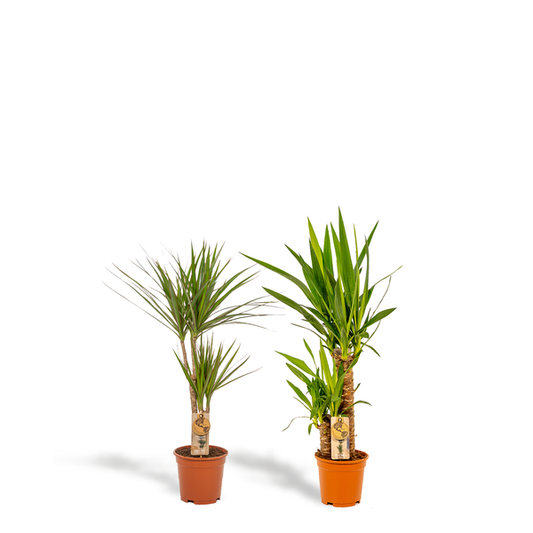 Pflanzset Drachenbaum Dracaena 70cm + Palmlilie Yucca 90cm – Exotische Zimmerpflanzen – Ø17cm – Luftreinigend – Pflegeleicht – Direkt aus der Gärtnerei