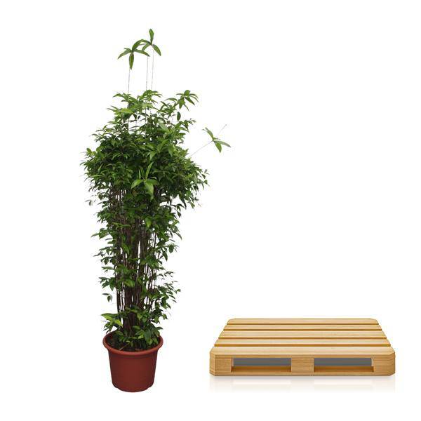 Bambus-Drachenbaum - Dracaena Surculosa - 260 cm - ø55cm