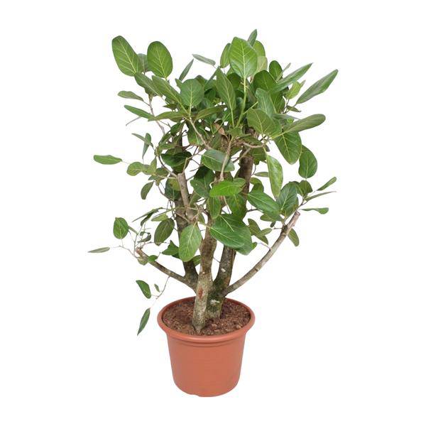 Banyan-Feige Ficus Benghalensis – 140cm hoch – Ø40cm – Exklusive Zimmerpflanze mit großen glänzenden Blättern – Pflegeleicht & robust – Für Wohnzimmer, Büro & Innenräume