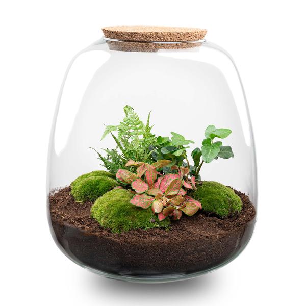 Flaschengarten Emma – DIY-Bausatz 25 cm Ø23 cm – Pflanzenterrarium mit Hedera Rot & LED – Autark, nachhaltig & dekorativ
