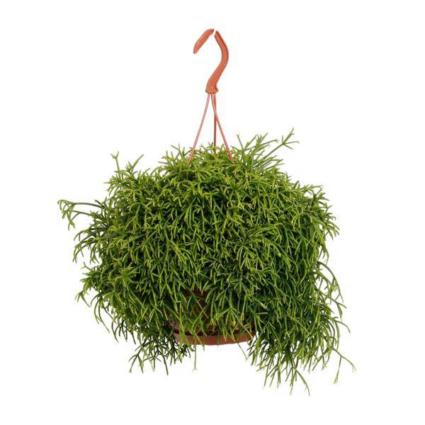 Korallenkaktus - Rhipsalis Heteroclada - Zimmerpflanze - Ø21cm - ↕45cm