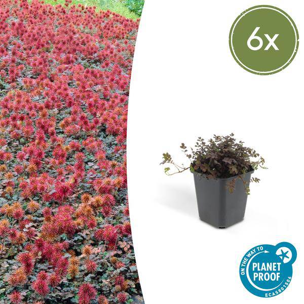 Acaena microphylla 'Kupferteppich' – Braunrotes Stachelnüsschen – Bodendecker Ø9cm ↕10-25cm – Pflegeleicht & winterhart – Für Garten, Wege & Steingärten – 6 Pflanzen