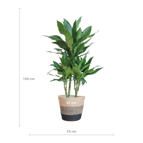 Dracaena Janet Lind 95cm – Drachenbaum Zimmerpflanze Ø21cm – pflegeleichte luftreinigende Pflanze mit Jutekorb Lissabon Schwarz – dekorative grüne Zimmerpflanze für Wohnzimmer & Büro