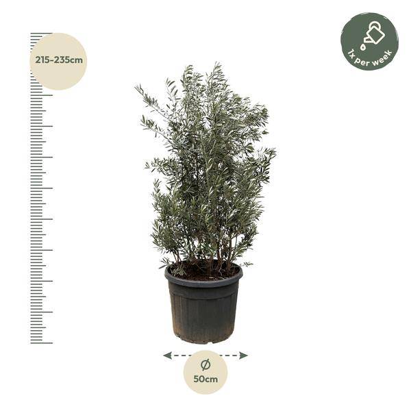 Olivenbaum - Olea Europaea Strauch - 225cm - Ø50cm