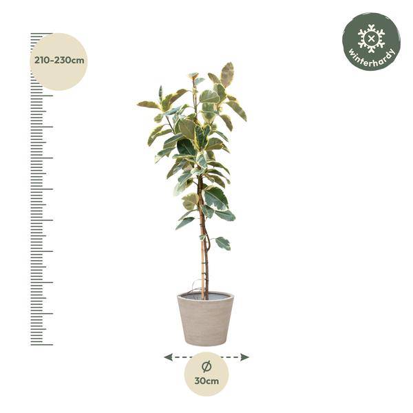 Gummibaum - Ficus Tineke auf Stiel - Zimmerpflanze - 220cm - ø30cm