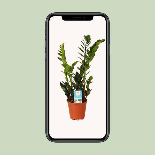 Glücksfeder - Zamioculcas Zamiifolia - Zimmerpflanze - Ø14cm - ↕45cm
