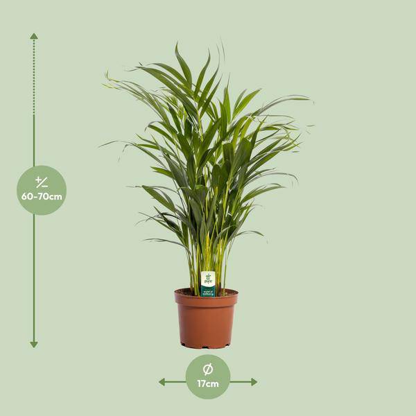 Goldfruchtpalme – Dypsis lutescens – Zimmerpflanze – Ø17cm – ca. 65cm hoch – Luftreinigend & tropisch – Pflegeleichte Areca-Palme für Zuhause & Büro