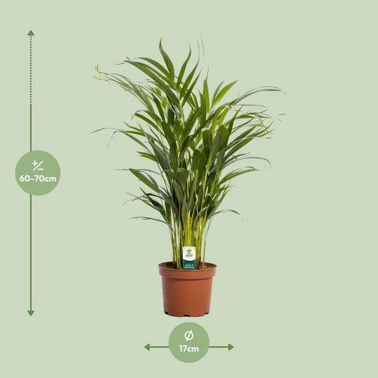 Goldfruchtpalme – Dypsis lutescens – Zimmerpflanze – Ø17cm – ca. 65cm hoch – Luftreinigend & tropisch – Pflegeleichte Areca-Palme für Zuhause & Büro