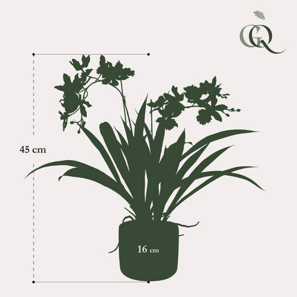 Künstliche Pflanze - Orchidee - Bordeaux - ↨45cm