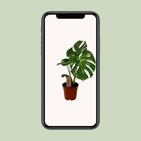Köstliches Fensterblatt - Monstera Deliciosa - Zimmerpflanze - Ø17cm - ↕50cm