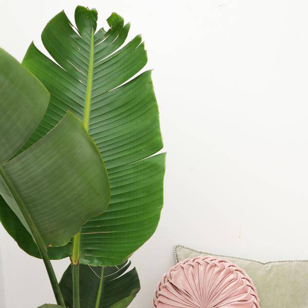 Baum-Strelitzie - Strelitzia Augusta - Zimmerpflanze - 180cm - ø30cm