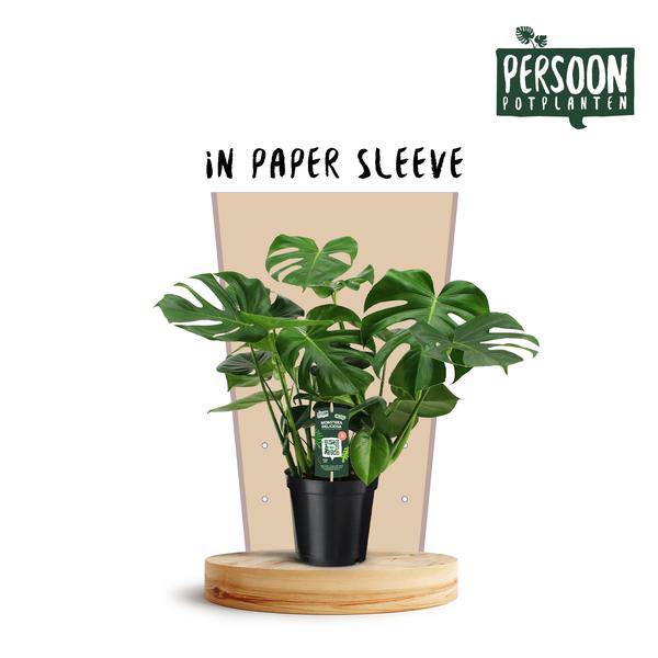 Köstliches Fensterblatt - Monstera Deliciosa - Zimmerpflanze - Ø21cm - ↕75cm