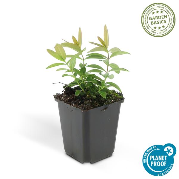 Großkelchiges Johanniskraut Hypericum calycinum – Bodendecker – Ø9cm – ↕10-25cm – 60 Pflanzen – gelbe Blüten – pflegeleicht & sonnig