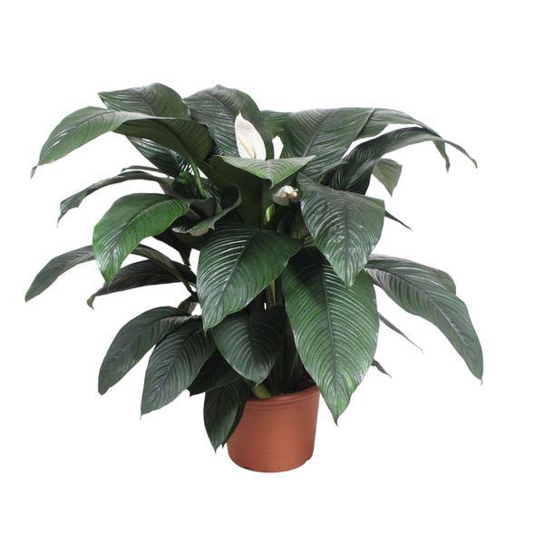 Einblatt - Spathiphyllum Sensation - Zimmerpflanze - 140cm - ø45cm