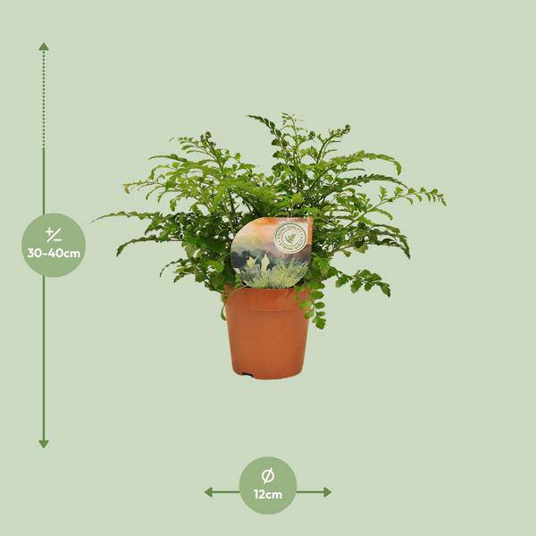 Nestfarn - Asplenium Parvati - Zimmerpflanze - Ø12cm - ↕35cm