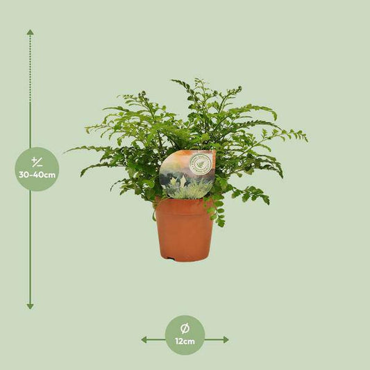 Nestfarn - Asplenium Parvati - Zimmerpflanze - Ø12cm - ↕35cm