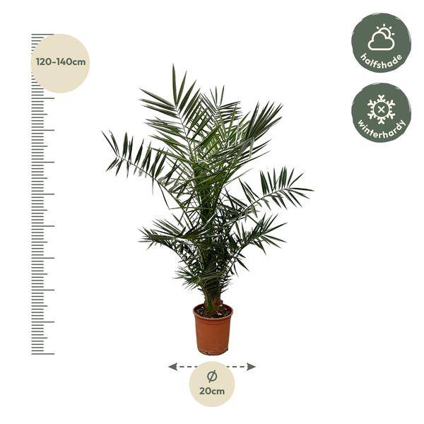 Kanarische Dattelpalme – Phoenix Canariensis – Zimmerpflanze – 130cm – Ø20cm – elegante Palme mit robustem Stamm und fiederförmigen Blättern für Innen- und Außenbereich