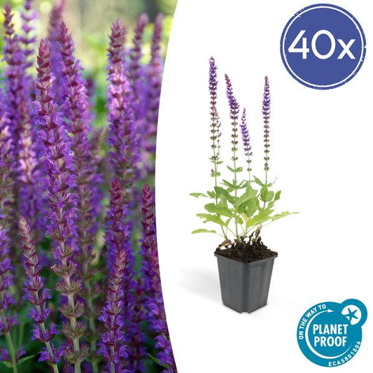 Blüten-Salbei Salvia nemorosa 'Ostfriesland' – ↕10-25cm – Ø9cm – 40 Pflanzen – Lila Blüten von Mai–Juni – Pflegeleichte Staude für Garten & Beete