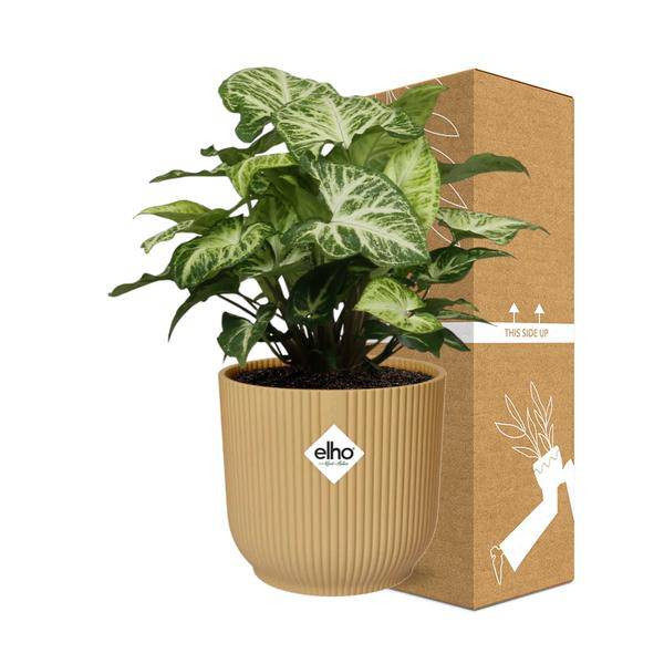 Purpurtute - Syngonium Arrow - Zimmerpflanze + Topf Vibes Fold 14cm Gelb