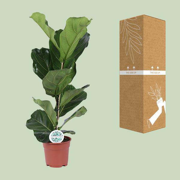Ficus lyrata – Geigen-Feige – Zimmerpflanze – Luftreinigend – Dekorativ – Topf Ø17 cm – Höhe ca. 60 cm – Pflegeleicht – Wohnzimmerpflanze