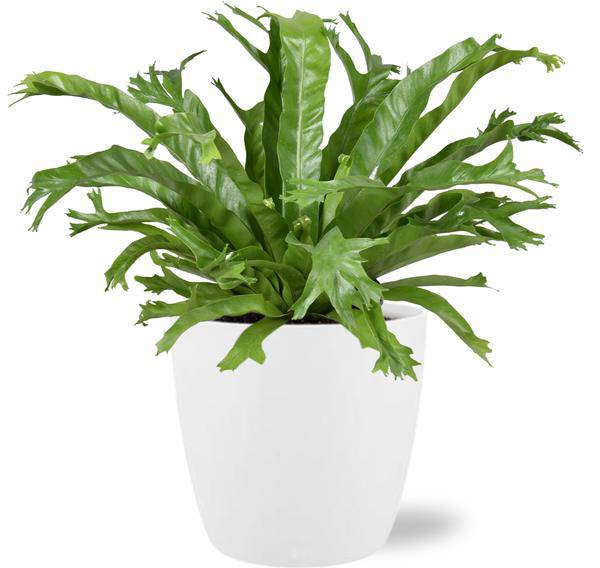 Asplenium Nidus Crissie – Nestfarn – Zimmerpflanze – 40 cm hoch – Ø17 cm – inkl. Topf Brüssel Weiß Ø18x17 cm – dekorativ, pflegeleicht, tropisches Grün