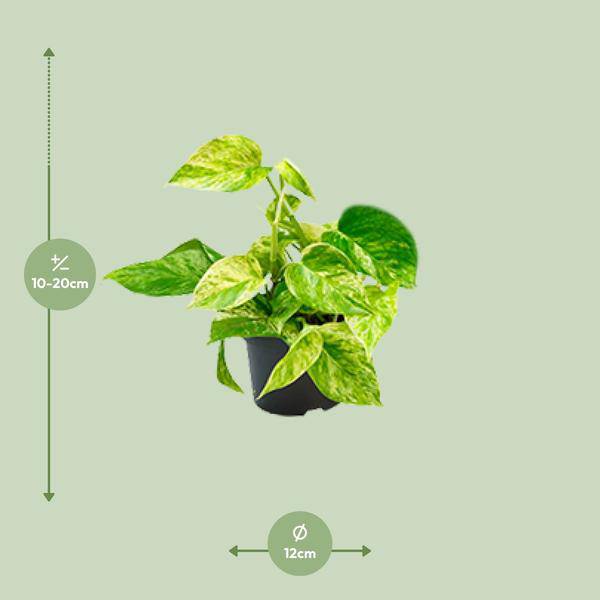 Efeutute Marble Queen – Epipremnum Scindapsus – Ø12cm x H20cm – Pflegeleichte Kletter- & Hängepflanze – Luftreinigend – Für helle bis halbschattige Räume – Im Pflanztopf